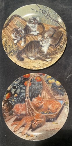 British shorthairs maine - british,